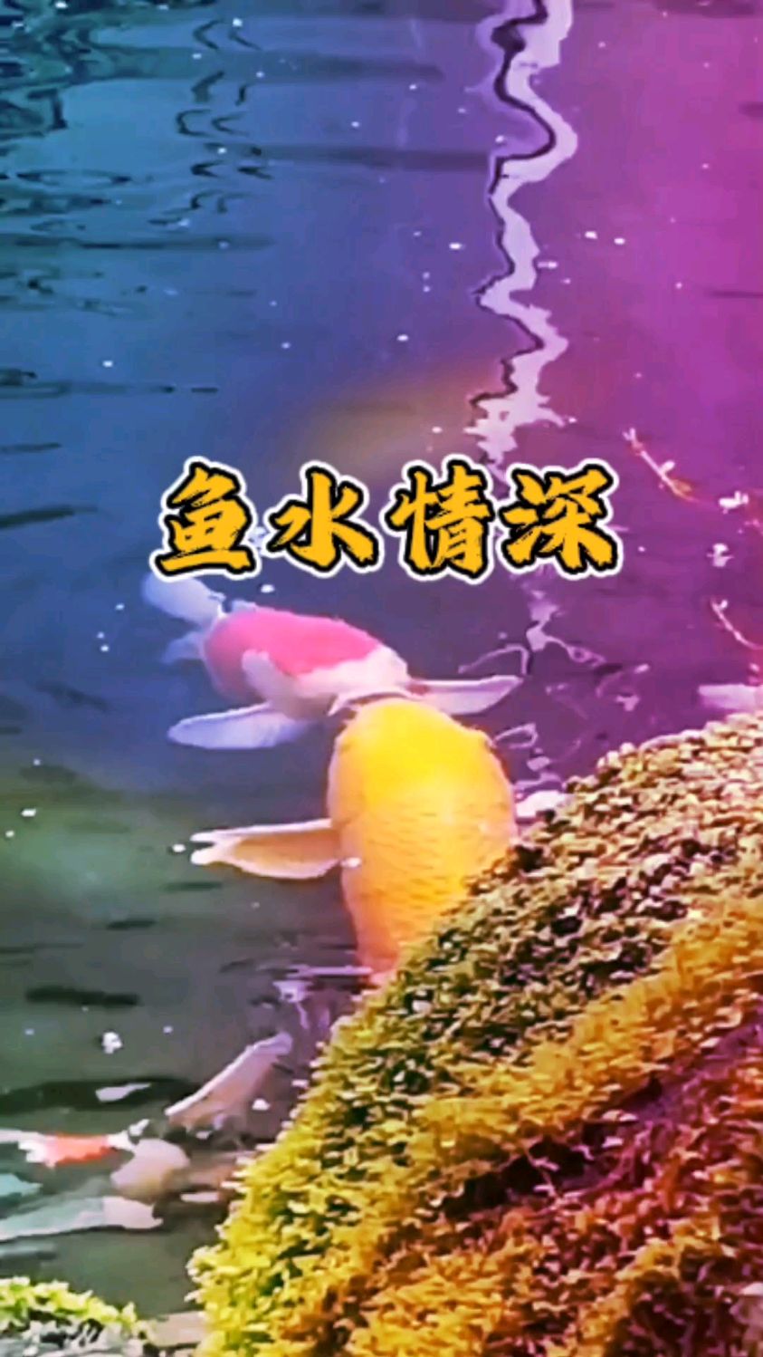 水中鱼,友情片段!