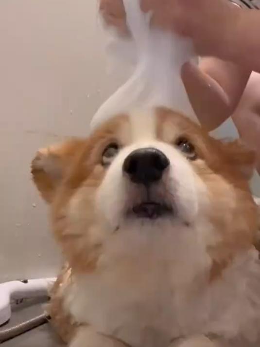 请大家吃刚出炉的基蛋糕和柯基pp泡芙