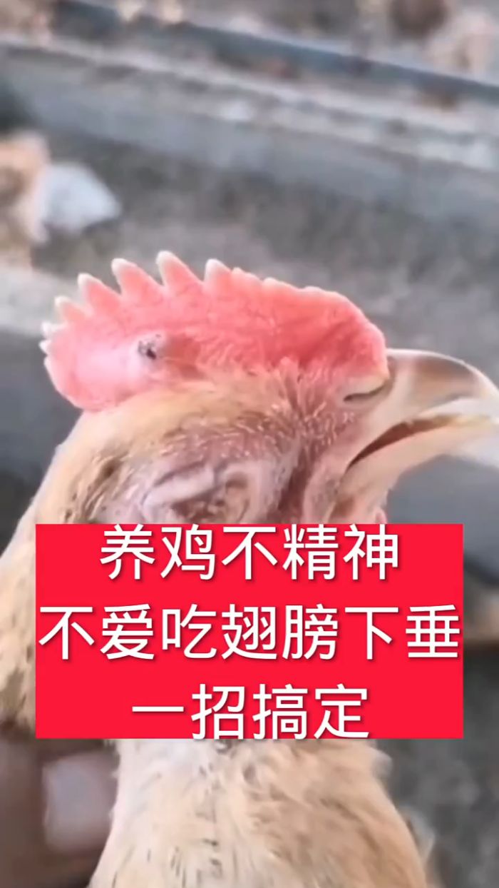 养鸡不精神,不爱吃,翅膀下垂,一招搞定