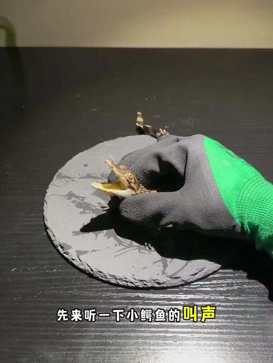 小鳄鱼养鱼日记