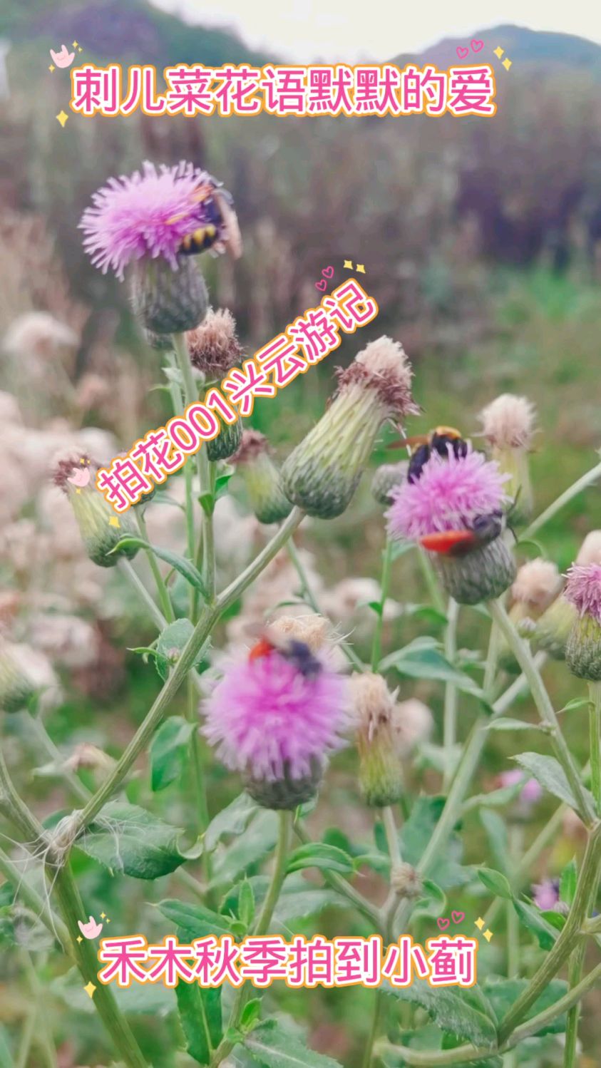 禾木秋季拍到小蓟,别名刺儿菜,花语默默的爱不夸张