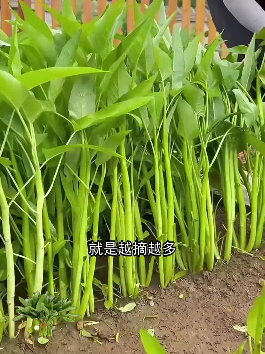 新到空心菜种子,放心下单购买