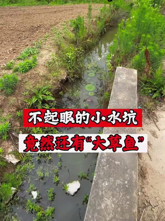 小水坑竟然有草鱼种类还不少