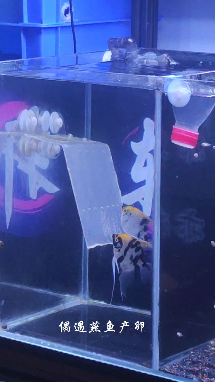 记录一下燕鱼产卵过程 #养鱼日记 #神仙鱼 #燕鱼