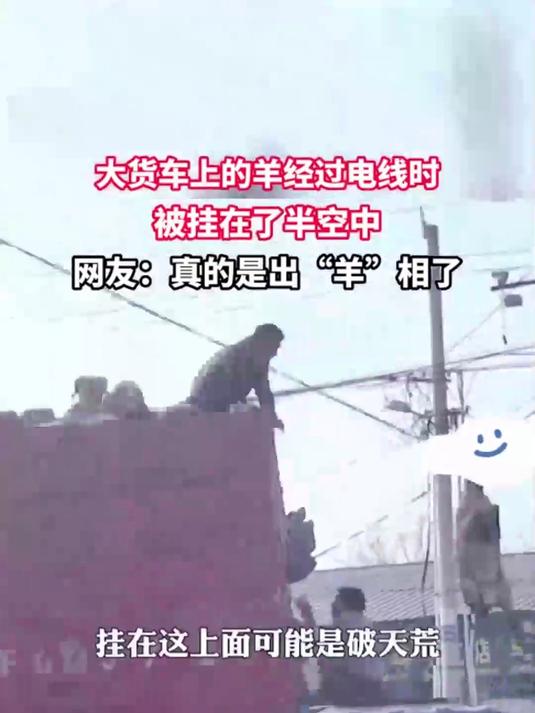大货车上的羊经过电线时,被挂在了半空中,网友:真的是出“羊”相了!
