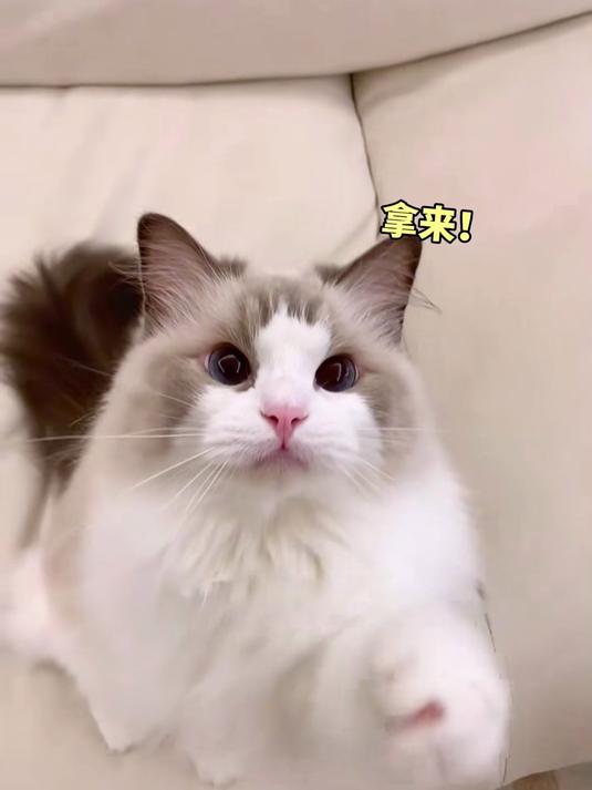 当我偷偷拿走猫咪藏的小鱼干