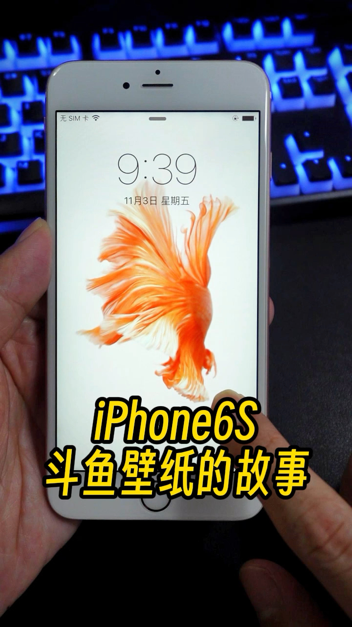 苹果iPhone6S暹罗斗鱼壁纸的故事,至今美到窒息。