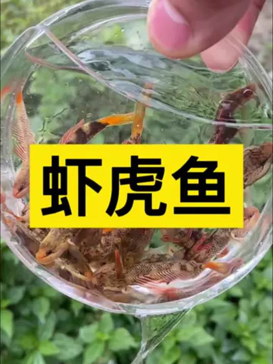 冷水虾虎鱼怎么养?实战技巧大公开!