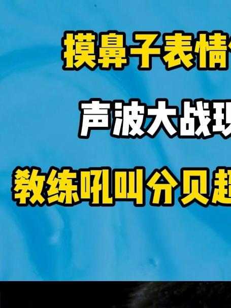 摸鼻子表情包疯传!声波大战现场实录教练吼叫分贝超摩托车引擎