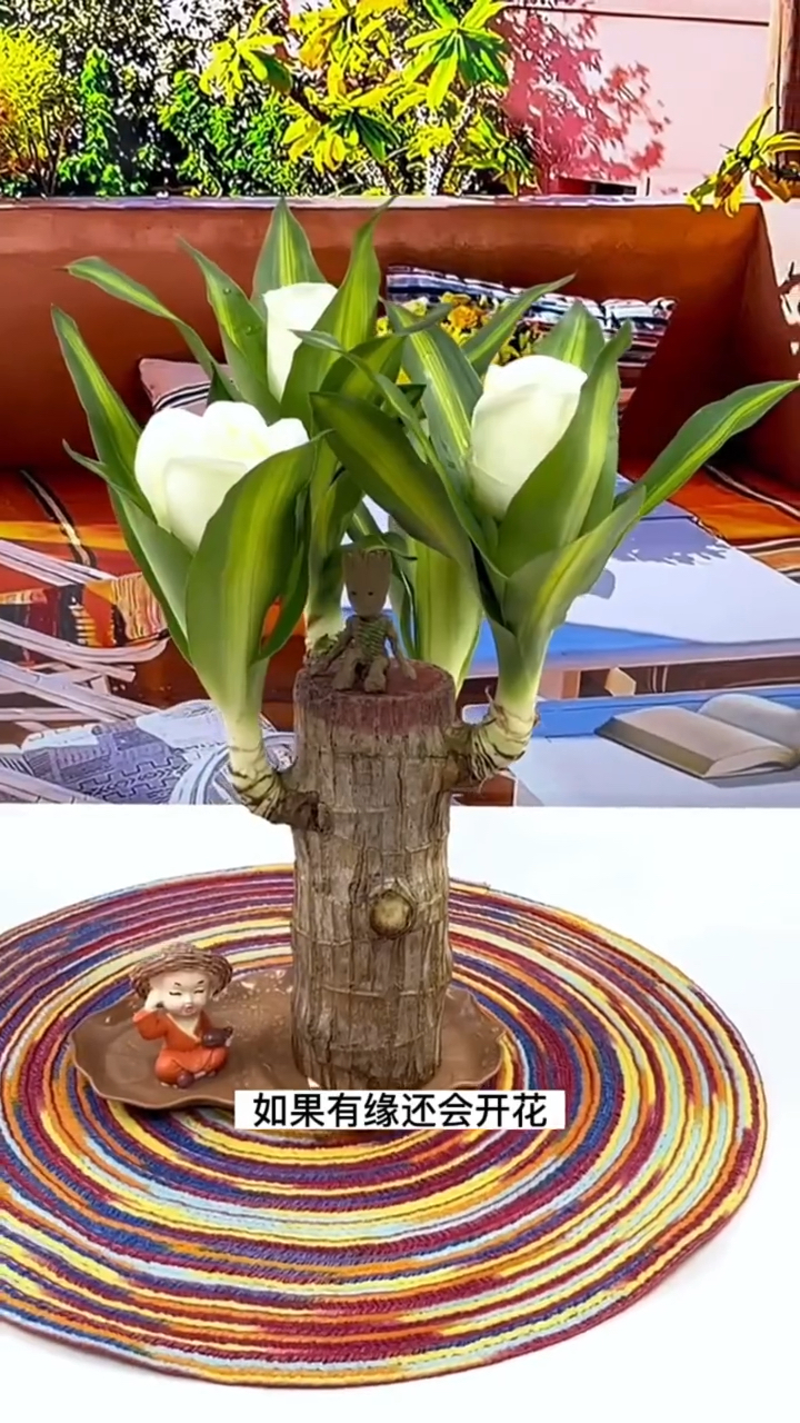 巴西木花语为幸运、好运,相传它能给人们带来好的运气,所以得名幸运木幸运木生长旺盛