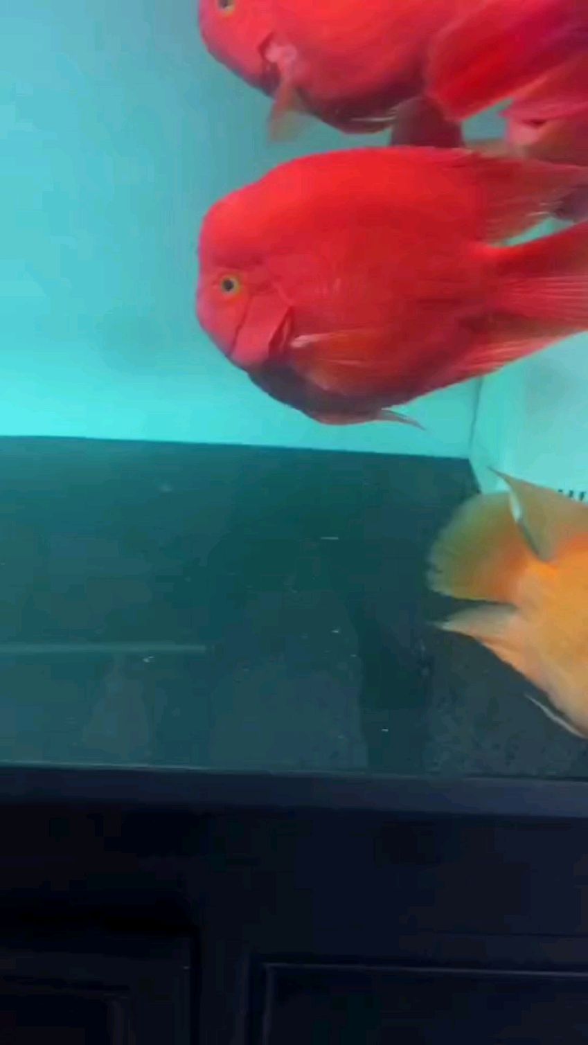 红财神鹦鹉鱼
