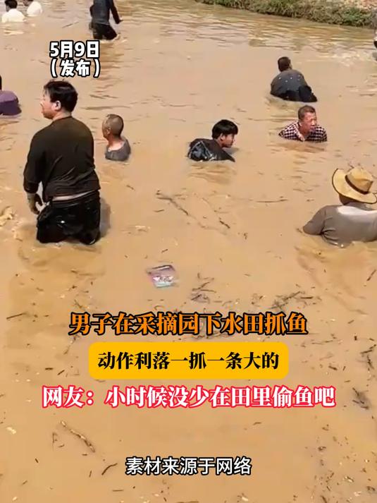 男子在采摘园下水田抓鱼，动作利落一抓一条大的，网友：小时候没少在田里偷鱼吧#金榜同行时#