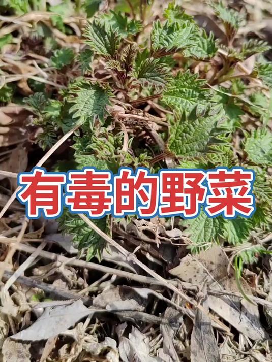 有毒的野菜蛰麻子