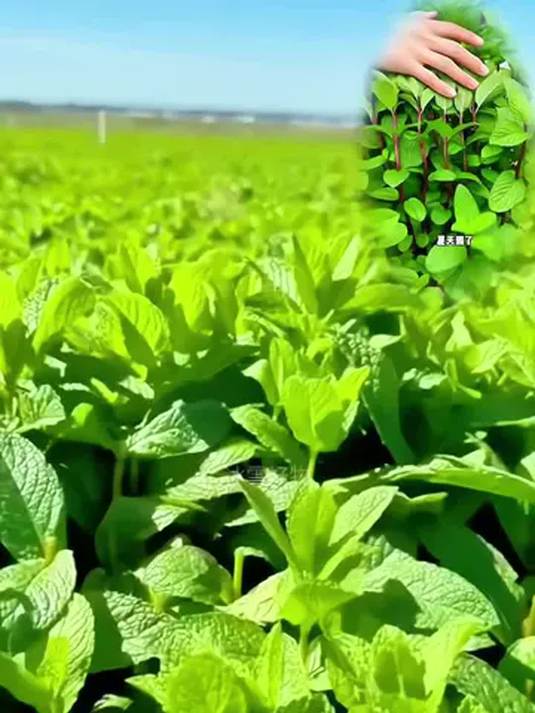 阳台小院种薄荷蔬菜种子 轻松上手 收获满满
