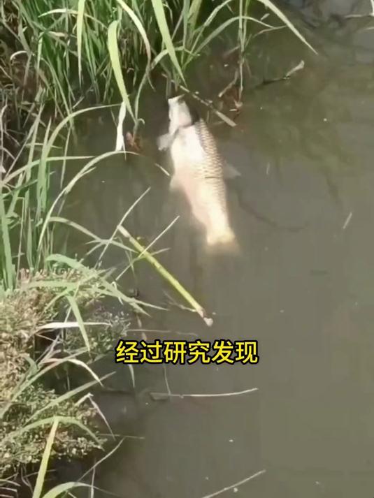你知道草鱼喜欢吃什么草吗？这款韭菜饵料不管黑坑水库都很好用