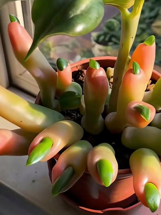 30种奇特的长相奇特的植物,你见过几种?植物