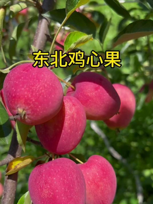 东北鸡心果来了,果香浓郁,又香又甜 优质农产品原产地