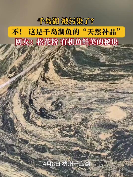 千岛湖被污染了?不!这是千岛湖鱼的“天然补品”
