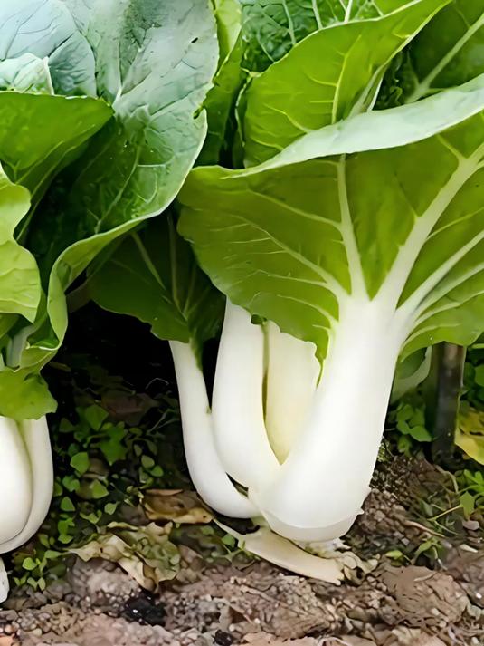 这种白梗鸡毛菜你种过吗?