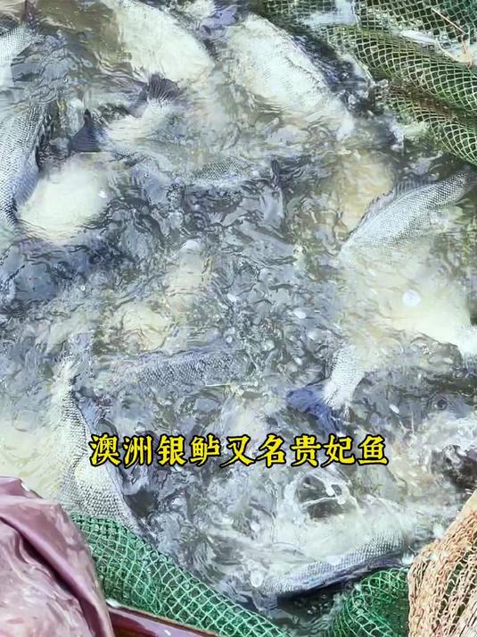 澳洲银鲈鱼又名贵妃鱼