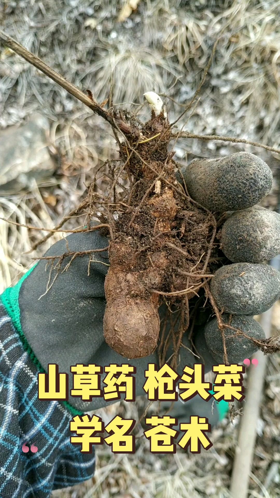 山草药枪头菜,学名:苍术。