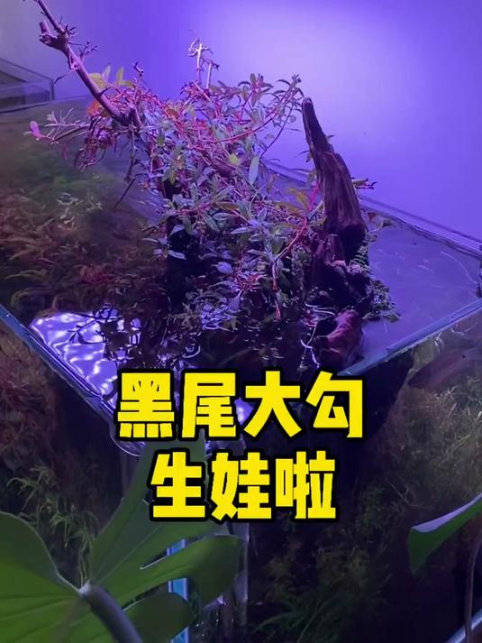 一个月不管,黑尾大勾竟然生仔了