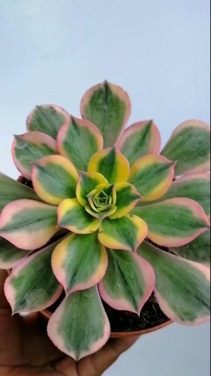 莲花掌属多肉植物,灿烂