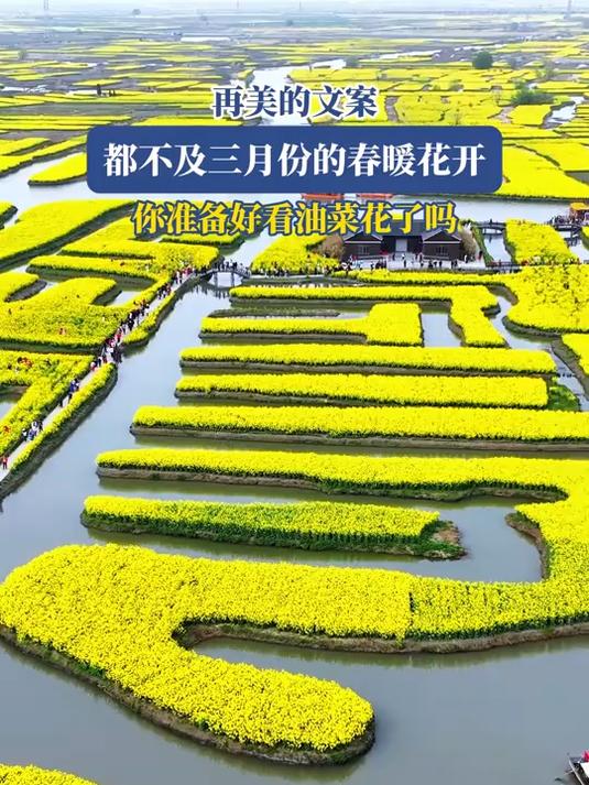 再美的文案,都不及三月份的春暖花开,你准备好看油菜花了吗