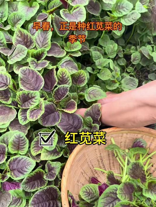 神奇种子亮相!红苋菜种子,打造生机勃勃、红嫩一片的菜园
