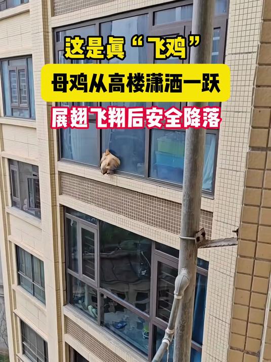 这是真“飞鸡”，母鸡从高楼潇洒一跃，展翅飞翔后安全降落