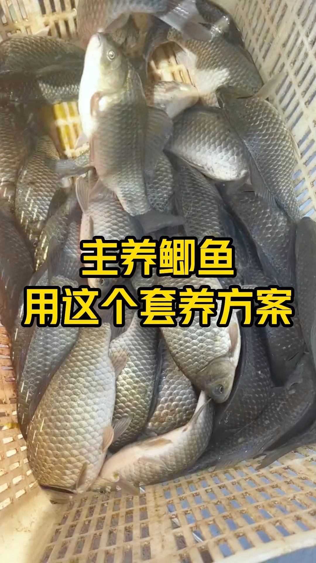 主养鲫鱼,用这个套养方案,你是怎样养的呢?