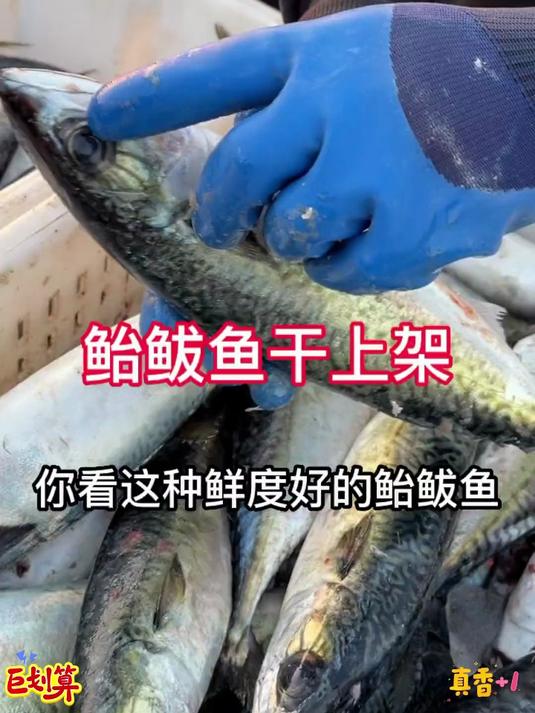 渔民自晒深海当季新货美味风干鲅鱼