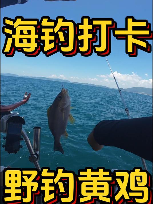 猝不及防来了一条鸡,这鱼怎么做都好吃
