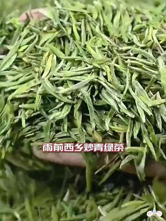 春摘汉中毛尖：一叶一芽，尽揽山河春