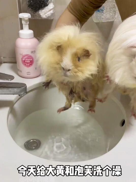 洗澡洗出表情包了 猪猪洗澡沐浴露和烘干箱同款都在橱窗哈