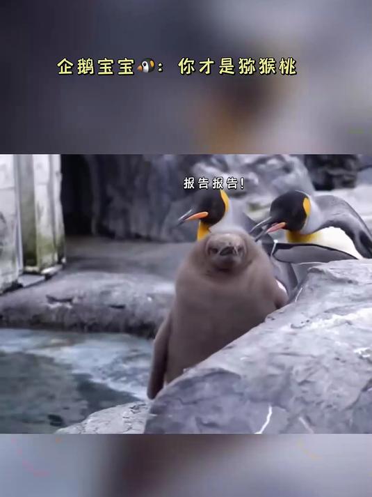 你才是猕猴桃呢