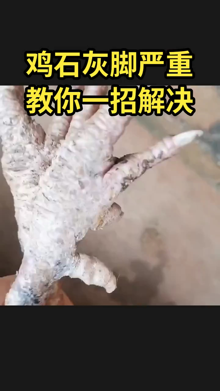 鸡石灰脚严重教你一招解决