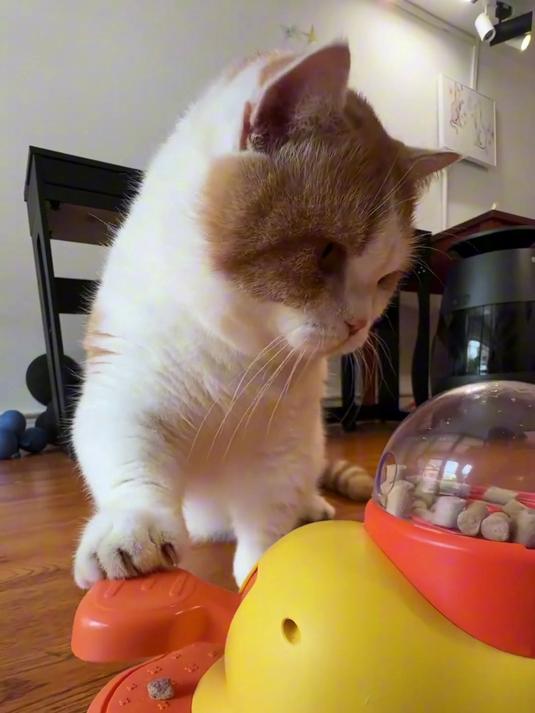 宠物独处闷?小黄鸭漏食器,玩着找食超开心!