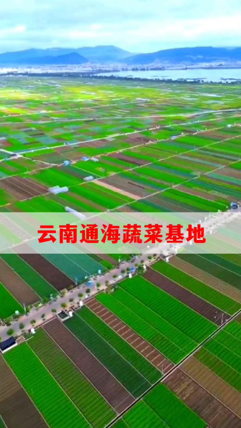 云南通海县蔬菜种植基地,得天独厚的地理条件,一年可以种植蔬菜三到四次