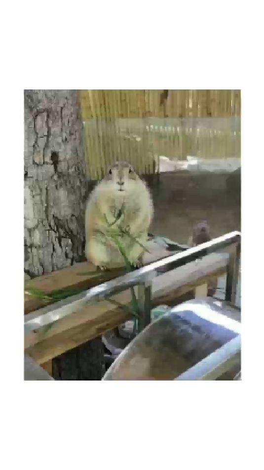 餐饮、钓鱼、各种小动物,爱好者孩子们玩耍的好地方哦!