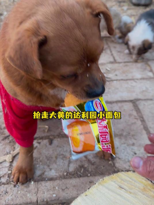 抢走大黄的达利园小面包