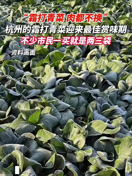 杭州的霜打青菜迎来最佳赏味期,不少市民一买就是两三袋!