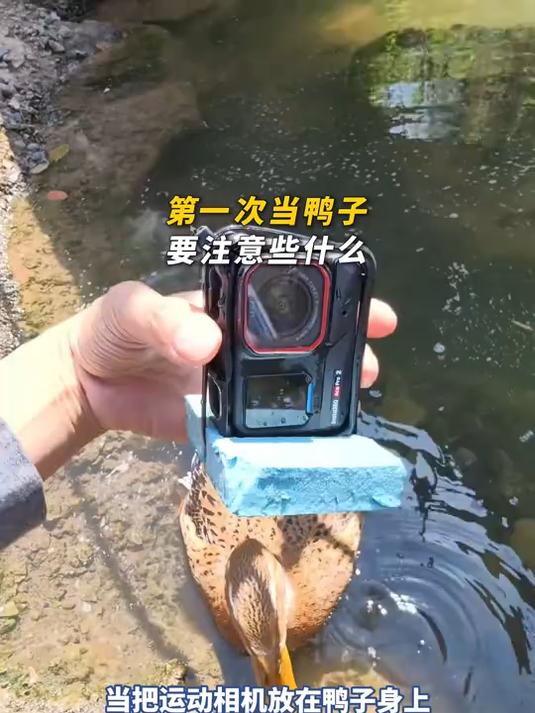 当把运动相机放在鸭子身上,就会看到鸭子的第一视角,网友:它不回来了怎么办