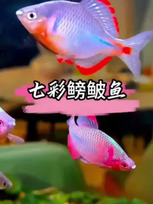 小型冷水鳑鲏鱼,好养耐活!轻松打造淡水美景!