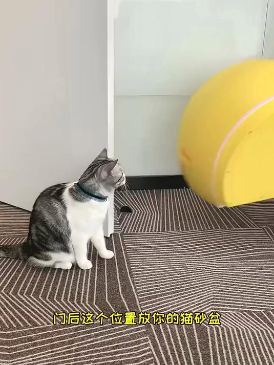 王泡芙和泡芙一起布置了新办公室