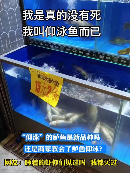 “仰泳”的鲈鱼是新品种吗?还是商家教会了鲈鱼仰泳?