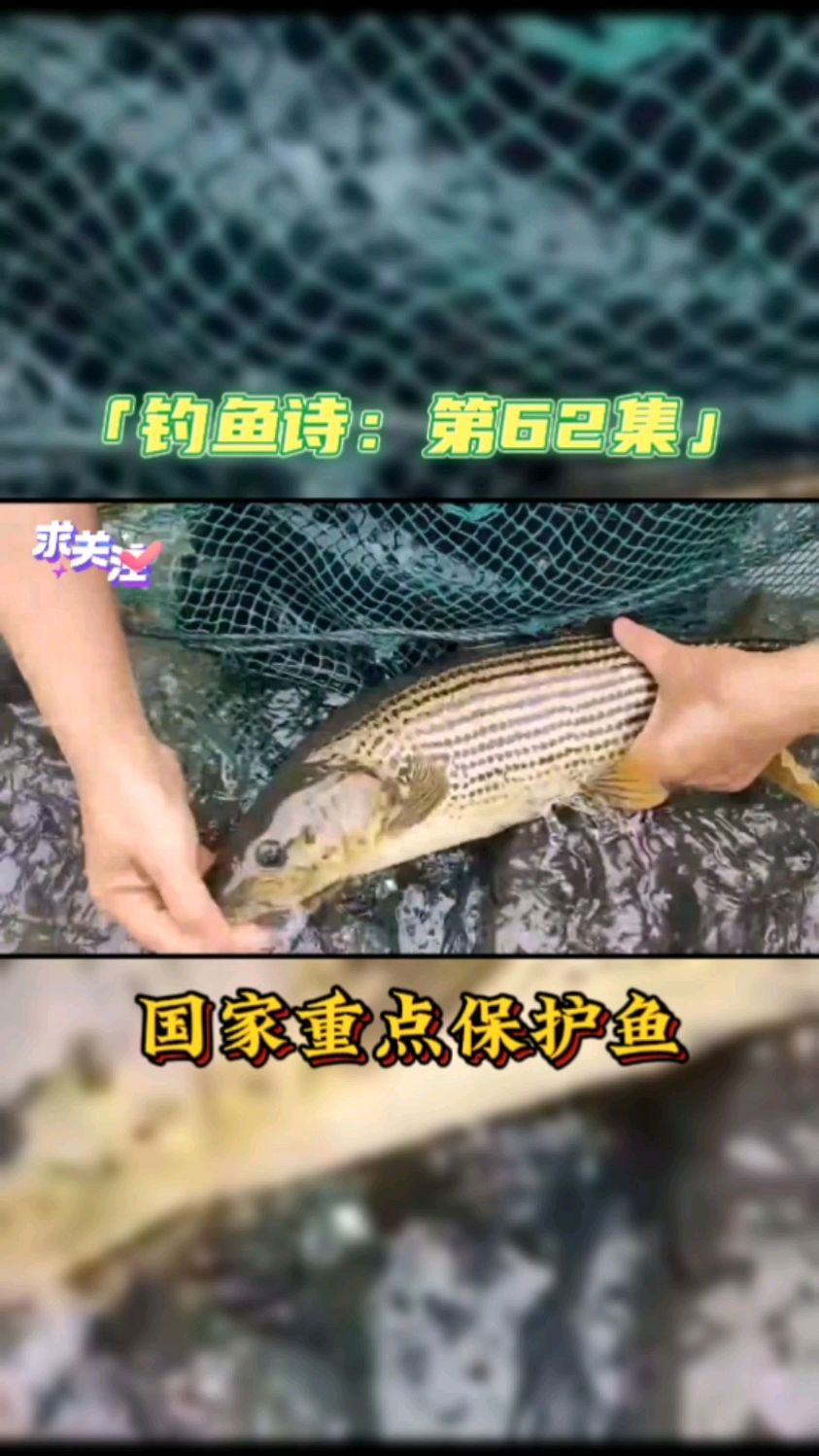 钓鱼君之钓鱼口诀:第61集(钓鲈鲤)金沙江独有鱼种各位见过吗?