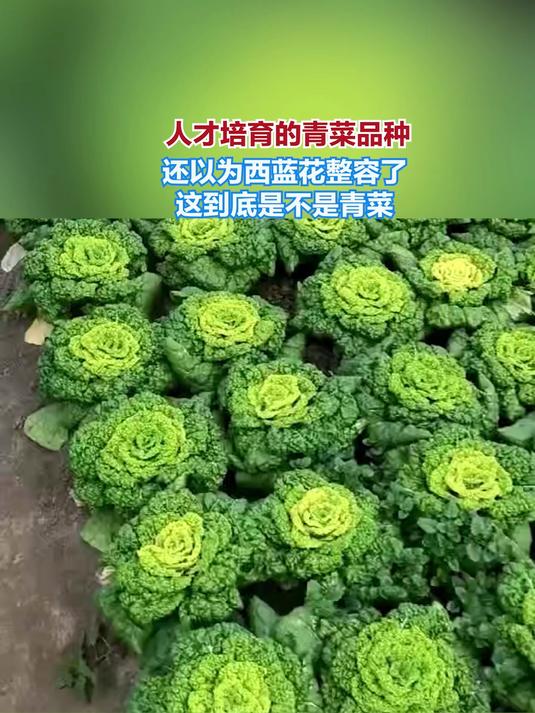 人才培育的青菜品种,还以为西蓝花整容了,这到底是不是青菜!