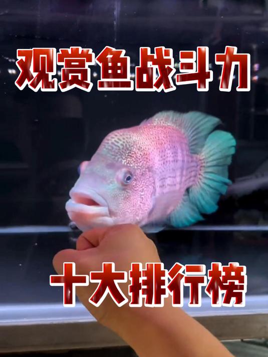 观赏鱼战斗力十大排行榜