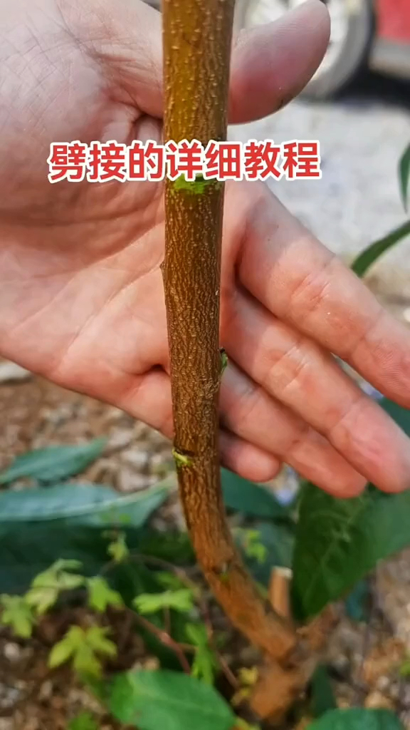 焦点简单果树苗嫁接方法